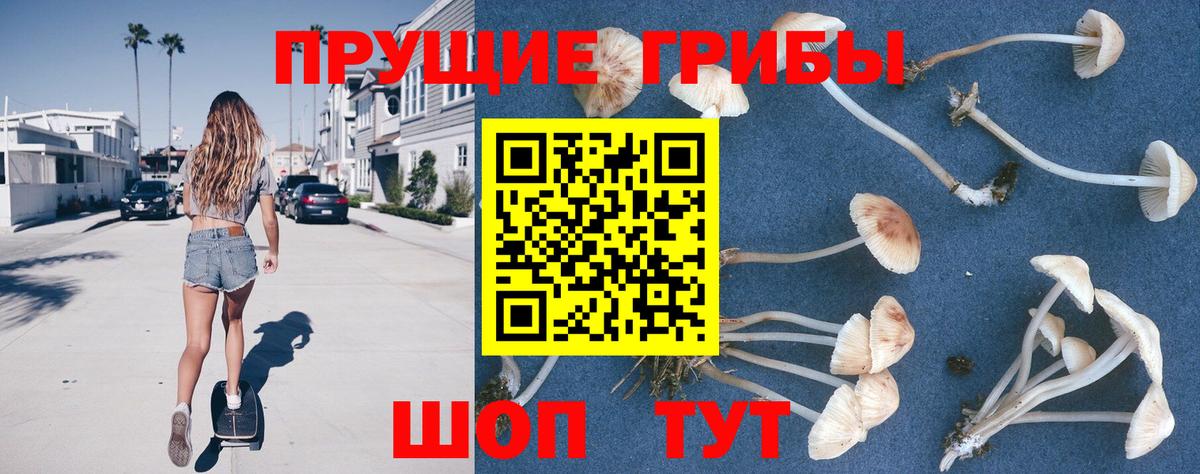 Магадан  Галлюциногенные грибы Cubensis  Вход с VPN  Галлюциногенные грибы Cubensis 